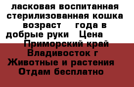 ласковая воспитанная стерилизованная кошка возраст1,5 года в добрые руки › Цена ­ 100 - Приморский край, Владивосток г. Животные и растения » Отдам бесплатно   